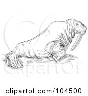 Royalty Free RF Clipart Illustration Of A Sketched Walrus by patrimonio