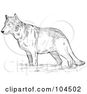 Royalty Free RF Clipart Illustration Of A Sketched Wolf
