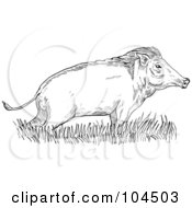Royalty Free RF Clipart Illustration Of A Sketched Wild Boar In Grass