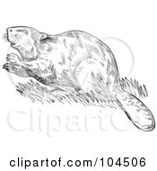 Royalty Free RF Clipart Illustration Of A Sketched European Beaver In Grass by patrimonio