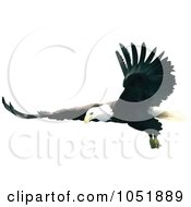 Poster, Art Print Of Bald Eagle In Flight With Wings Spread Out