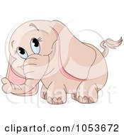 Cute Baby Elephant