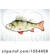 Poster, Art Print Of Perch Fish