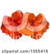 Orange And Red Hibiscus Flowers