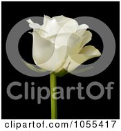 Poster, Art Print Of Single White Rose On Black