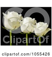 Poster, Art Print Of Three White Roses On Black