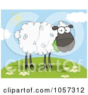 Black Barnyard Sheep Eating Grass On A Hill