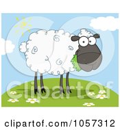 Poster, Art Print Of Black Barnyard Sheep Eating Grass On A Hill