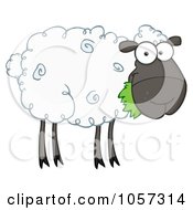 Black Barnyard Sheep Eating Grass