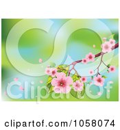 Spring Time Background Of Cherry Blossoms Against Blue And Green