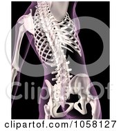 Royalty Free CGI Clip Art Illustration Of A 3d Female Skeleton Featuring The Spine