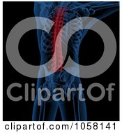 Royalty Free CGI Clip Art Illustration Of A 3d Male Medical Skeleton With A Highlighted Spine Depicting Pain