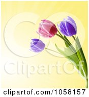 Poster, Art Print Of Purple And Pink Spring Tulips Over Yellow