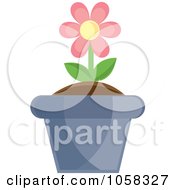 Poster, Art Print Of Pink Potted Daisy Plant - 2
