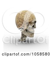 Poster, Art Print Of 3d Transparent Skull With The Visible Brain - 3