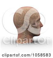 Poster, Art Print Of 3d Skull And Brain Showing Through Transparent Skin On A Male Head - 2