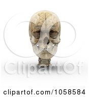 Poster, Art Print Of 3d Transparent Skull With The Visible Brain - 1