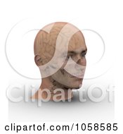 Poster, Art Print Of 3d Skull And Brain Showing Through Transparent Skin On A Male Head - 3
