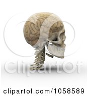 Poster, Art Print Of 3d Transparent Skull With The Visible Brain - 2