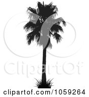Poster, Art Print Of Silhouetted Black And White Tropical Palm Tree - 3