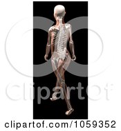 Poster, Art Print Of 3d Skeletal Womans Body Walking
