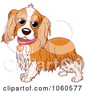 Cocker Spaniel With A Pink Collar And Heart Tag