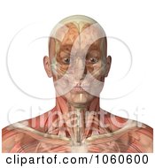 Poster, Art Print Of 3d Male Head With Transparent Muscles With The Skull And Brain