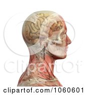 Royalty Free CGI Clip Art Illustration Of A 3d Profiled Male Head With Transparent Muscles With The Skull And Brain by Michael Schmeling
