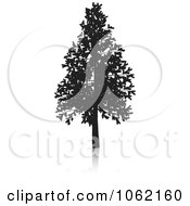 Poster, Art Print Of Fir Tree Silhouette