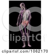 Poster, Art Print Of 3d Overweight Female Skeleton With A Stomach Ache