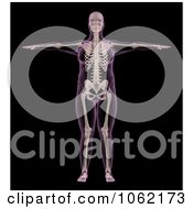 Clipart 3d Overweight Female Skeleton Royalty Free CGI Illustration