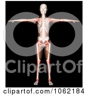 Clipart 3d Female Skeleton With Highlighted Joints Royalty Free CGI Illustration
