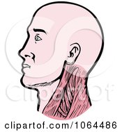 Clipart Human Neck Muscles Royalty Free Vector Illustration