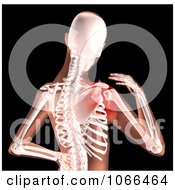 Clipart Medical 3d Female Skeleton With Highlighted Shoulder Pain Royalty Free CGI Illustration