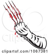 Tiger Drawing Blood From Scratches