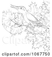 Clipart Outlined Bird In A Maple Tree Royalty Free Illustration