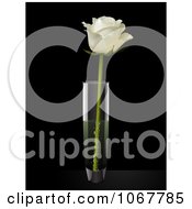 Poster, Art Print Of White Rose In A Vase