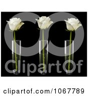 Poster, Art Print Of Three Ivory Roses In Three Vases