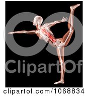 Poster, Art Print Of 3d Female Yoga Skeleton With A Highlighted Spine - Royalty Free Cgi Illustration