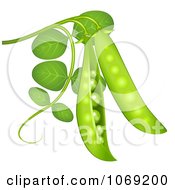 Clipart 3d Peas On The Vine Royalty Free Vector Illustration