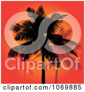 Poster, Art Print Of Red Sunset And Silhouetted Palm Trees