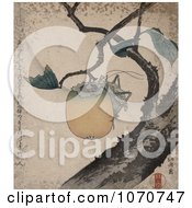 Poster, Art Print Of Grasshopper Clinging To And Eating A Persimmon Fruit That Is Growing On A Tree