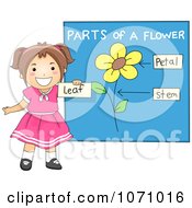Clipart School Girl Identifying Parts Of A Flower Royalty Free Vector Illustration