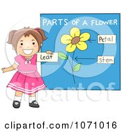 Poster, Art Print Of School Girl Identifying Parts Of A Flower