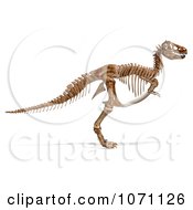 Clipart 3d Tyrannosaurus Rex T Rex Dinosaur Bones Skeleton 2 Royalty Free CGI Illustration