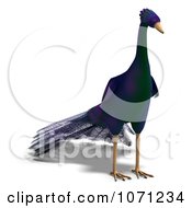 Clipart 3d Purple Peacock 3 Royalty Free CGI Illustration