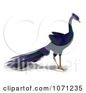 Clipart 3d Purple Peacock 4 Royalty Free CGI Illustration