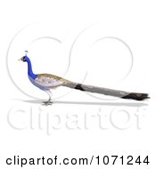 Clipart 3d Blue Peacock 4 Royalty Free CGI Illustration