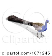 Clipart 3d Blue Peacock 3 Royalty Free CGI Illustration