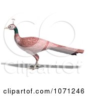 Clipart 3d Female Peahen Peacock 1 Royalty Free CGI Illustration by Ralf61